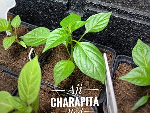 Aji Charapita Red