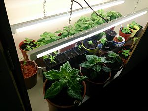 Growbox