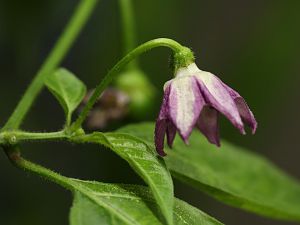 20180107-rocoto-cuencano-HM6C0918