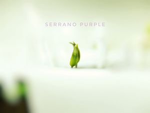 Serrano Purple