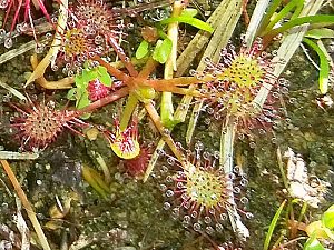 Sundew_1