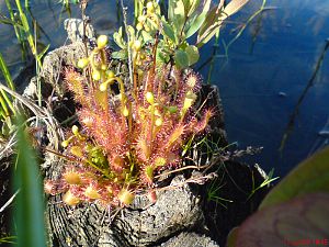 Sundew_3