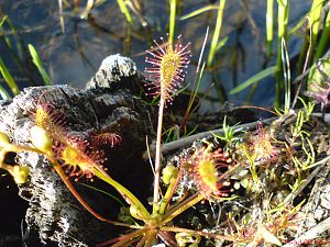 Sundew_4