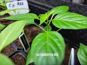 Aji Charapita Red