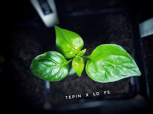 Tepin x LD F5