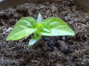 Scotch Bonnet