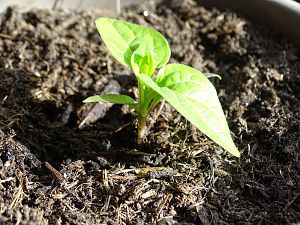 Scotch Bonnet genießt ihr Sonnenbad