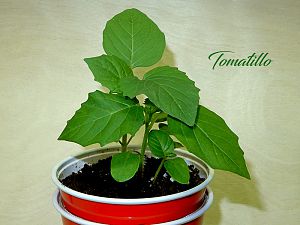 Tomatillo