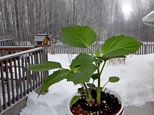 Tomatillo