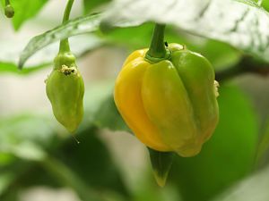 20180213-bhut-golden-HM6C1135