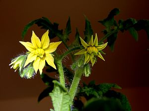 Dwarf Yellow Wax Tomato