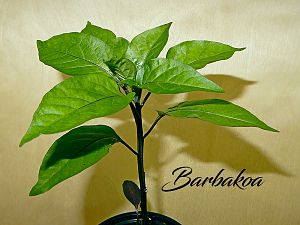 Barbakoa