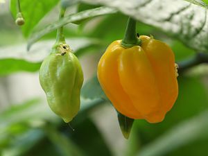 20180217-bhut-golden-HM6C1192