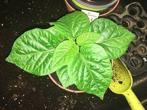 7 Pot Congo Chocolate