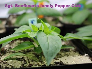 Sgt Beefhearts lonely Pepper Club