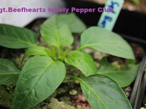 Sgt Beefhearts lonely Pepper Club