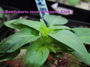 Sgt Beefhearts lonely Pepper Club