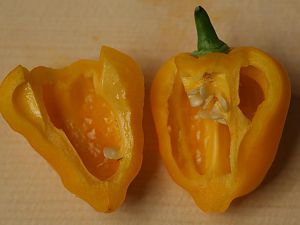 20180224-bhut-golden-HM6C1278