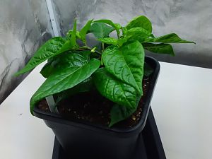 Habanero Choco 1.3