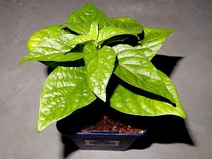 Scotch Bonnet Freeport Orange