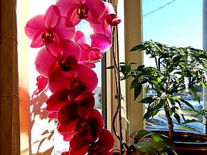 Orchidee