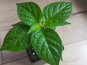 Golden Limon Long F4 Nr.5 05.03.18