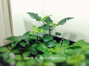 Tepin X Lemon Drop F5
