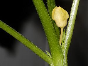 Tomatillo