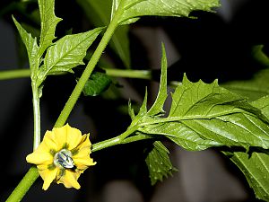 Tomatillo