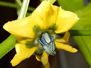 Tomatillo Pollinated