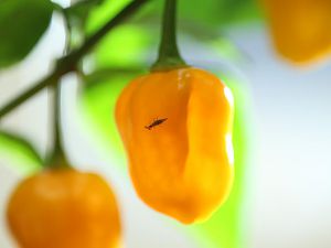 20180309-bhut-golden-florfliegenlarve-HM6C1450