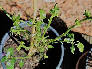 C. Annuum var. gabriscalum Chiltepin