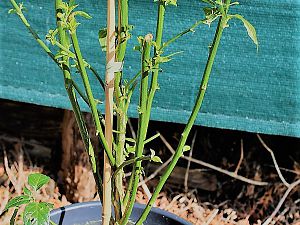 C. Annuum var. gabriscalum Chiltepin