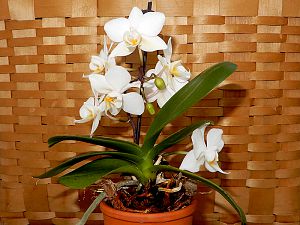 Orchidee