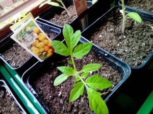 Tomate Yellow Pearshaped