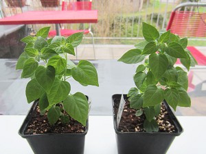 Chiltepin Amarillo