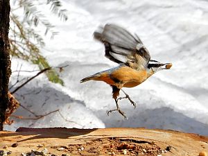 Kleiber mit Erdnuss