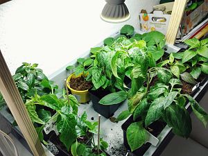 Grow IMG_20180326_224308-01