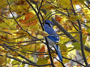 Blue Jay