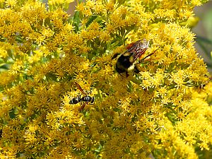 Bumblebee And Wasp In Goldenrod