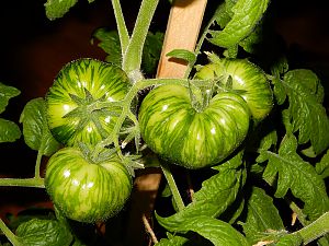 Tomaten indoor