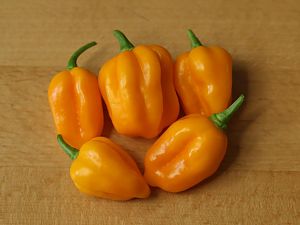 20180401-bhut-golden-HM6C1623