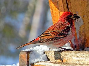 Purple Finch