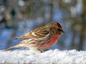 Redpoll