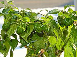 F1 Scotch Bonnet Olive