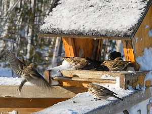 Pine Siskin