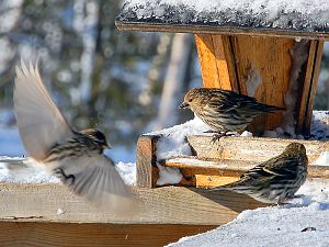 Pine Siskin