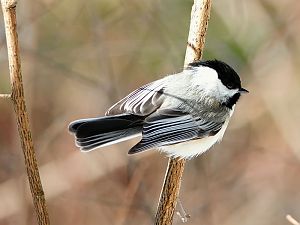 Black-capped Chickadee