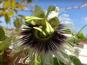 Passiflora_Maracuja Blüte