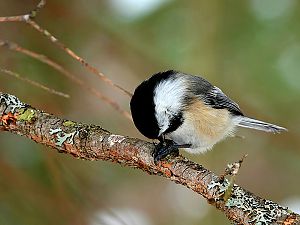 Black-capped chickadee